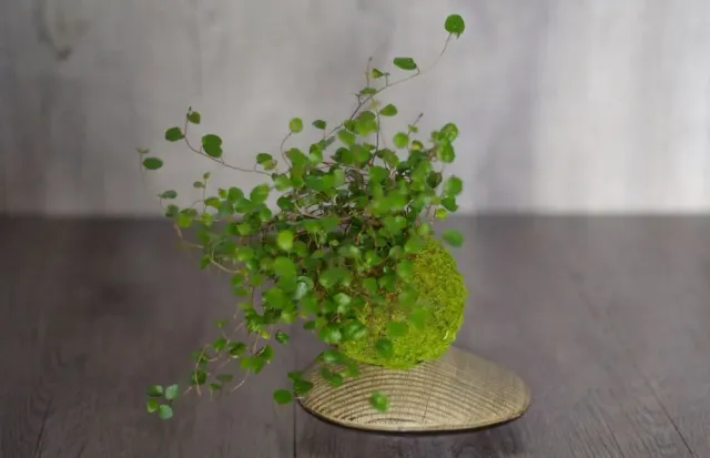 Aquaphyte Kokedama Myohoji Ichi plante retombante