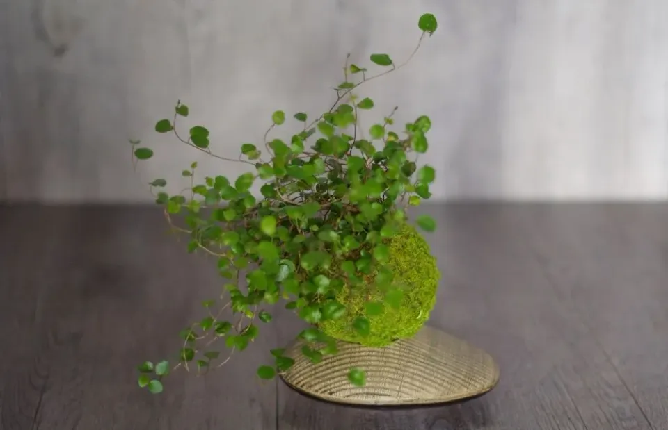 Aquaphyte Kokedama Myohoji Ichi plante retombante