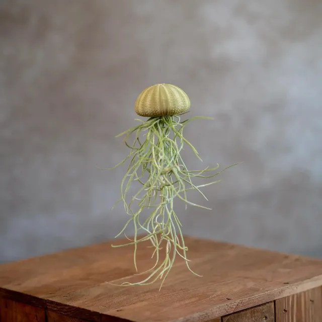 Airplantshop Jellyfish Groen plante aérienne coquille verte à suspendre