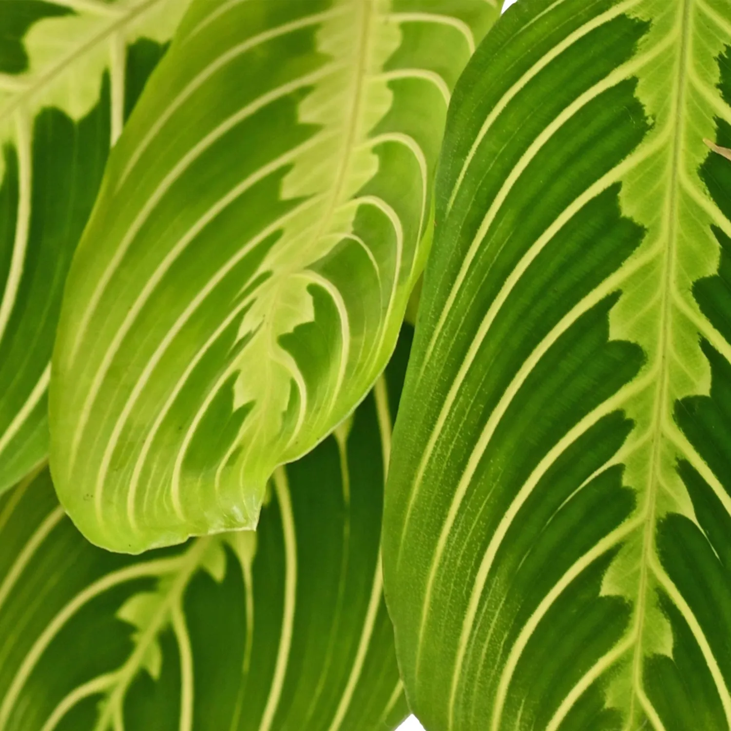 Plant and Stories Maranta Fascinator Lemon Lime plante pot 12 cm pet-friendly