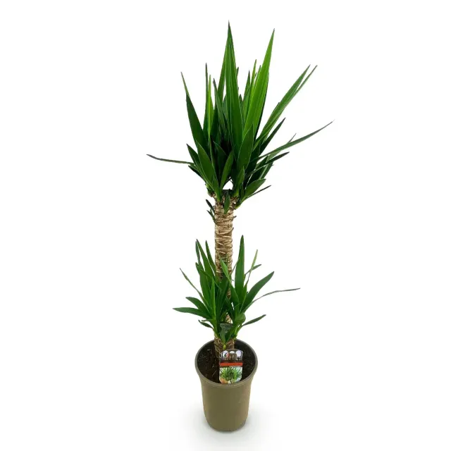 Plant and Stories Elephantipes yucca plante 120 cm 1 plante