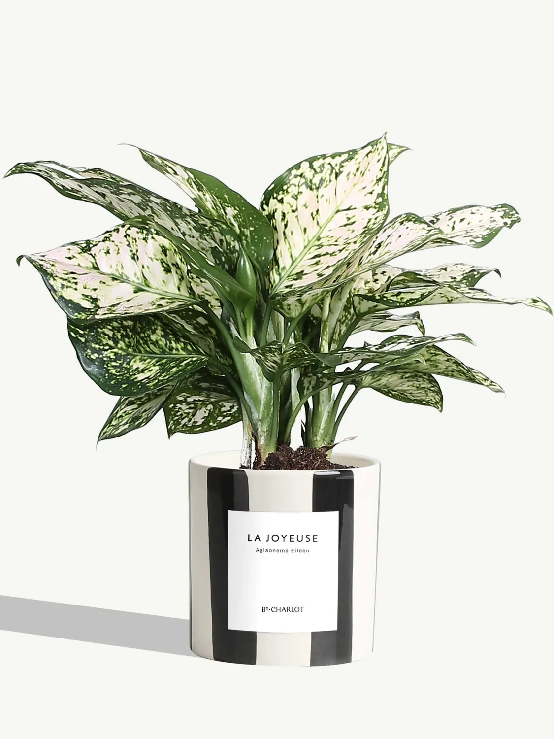 By Charlot plante La Joyeuse plante verte