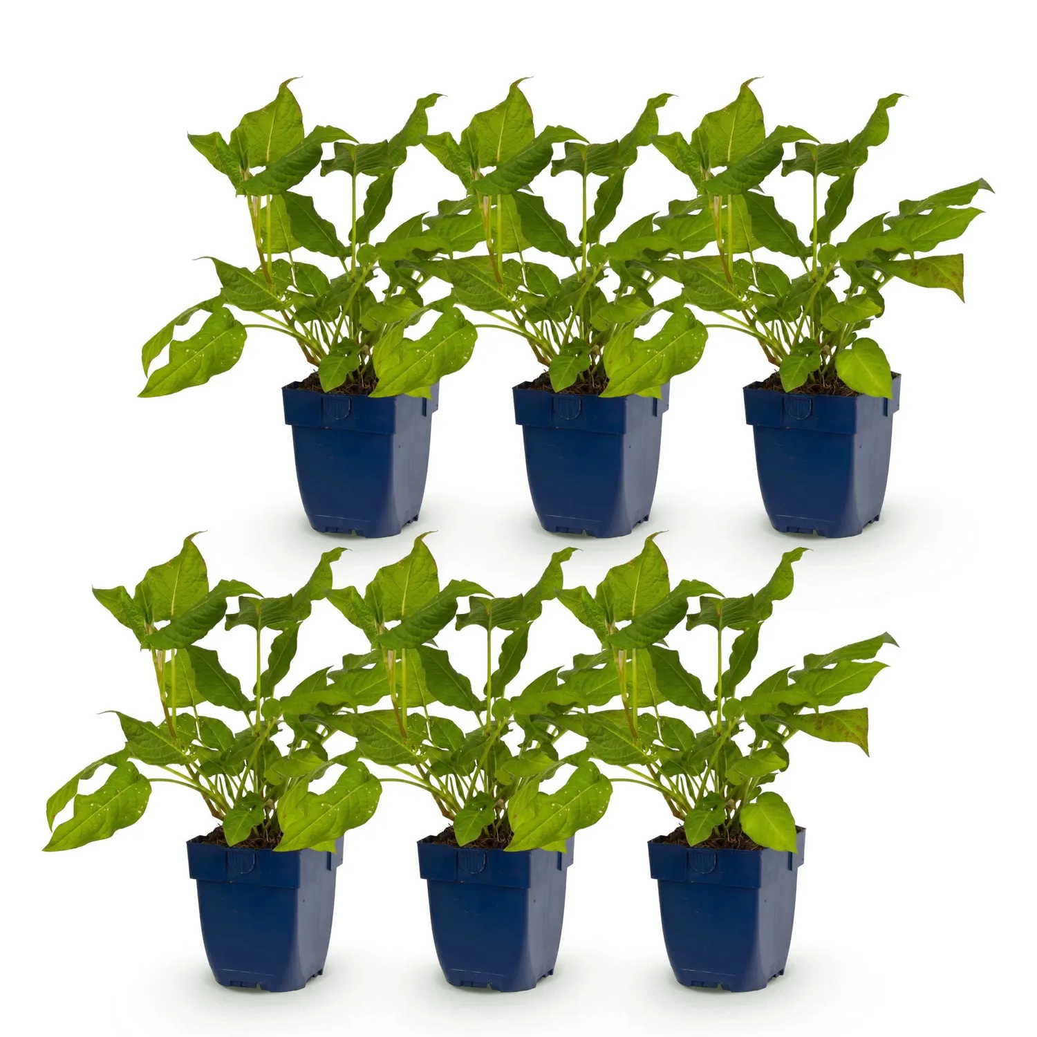 Plant and Stories Renouée Persicaria amplexicaulis vivace pot 11cm rouge