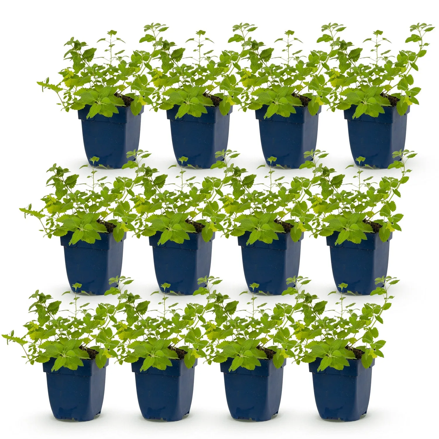 Plant and Stories Six Hills Giant népéta bleu 6 pots 11 cm