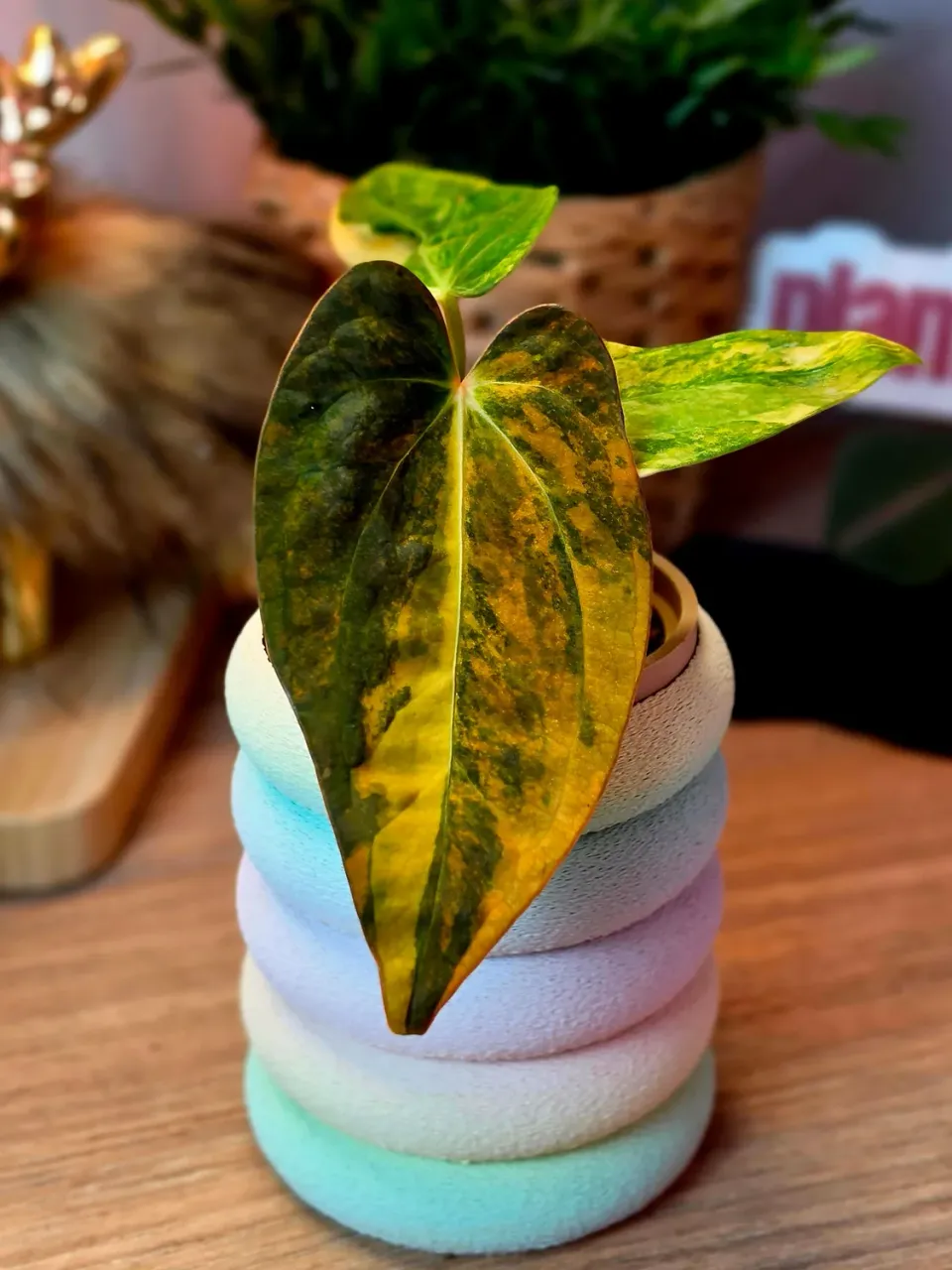 plant.ess Anthurium Forgetii x Carlablackiae plante panachée clone Solis