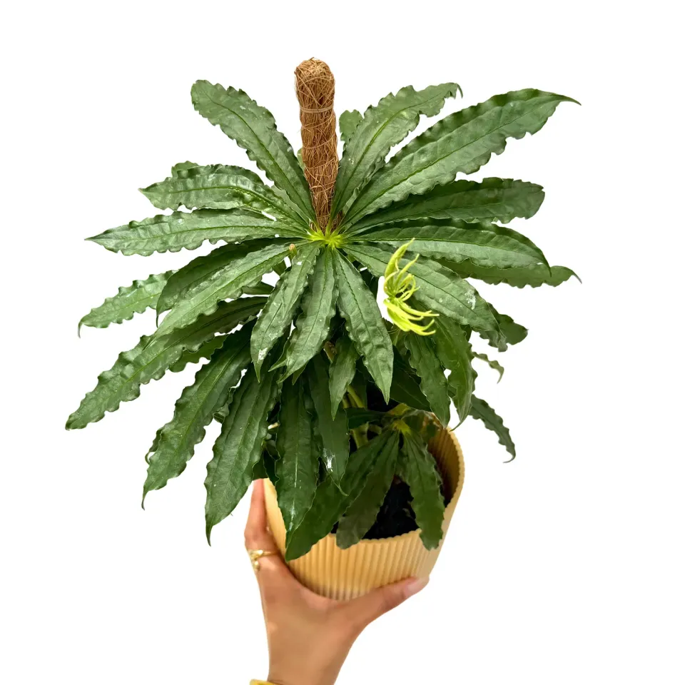Plant and Stories Anthurium Polyschistum 12 cm découpé