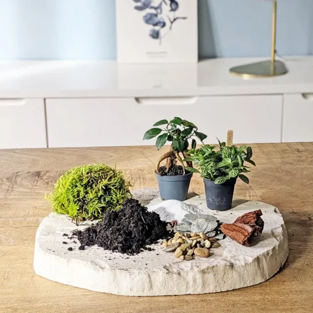 Réconciliation Végétale recharge terrarium moyen 2 plantes ficus