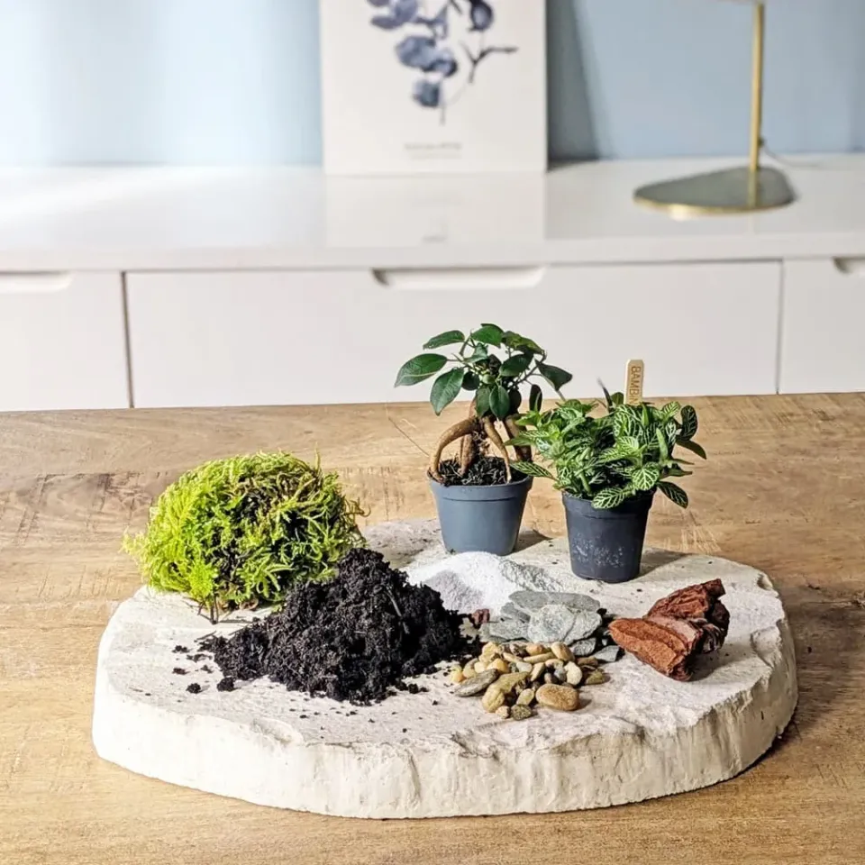 Réconciliation Végétale recharge terrarium moyen 2 plantes ficus