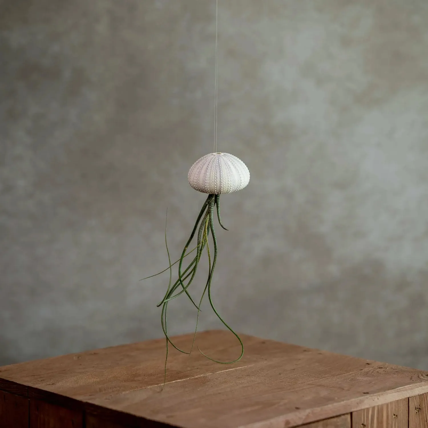 Airplantshop Jellyfish Violet suspension Capitata medium