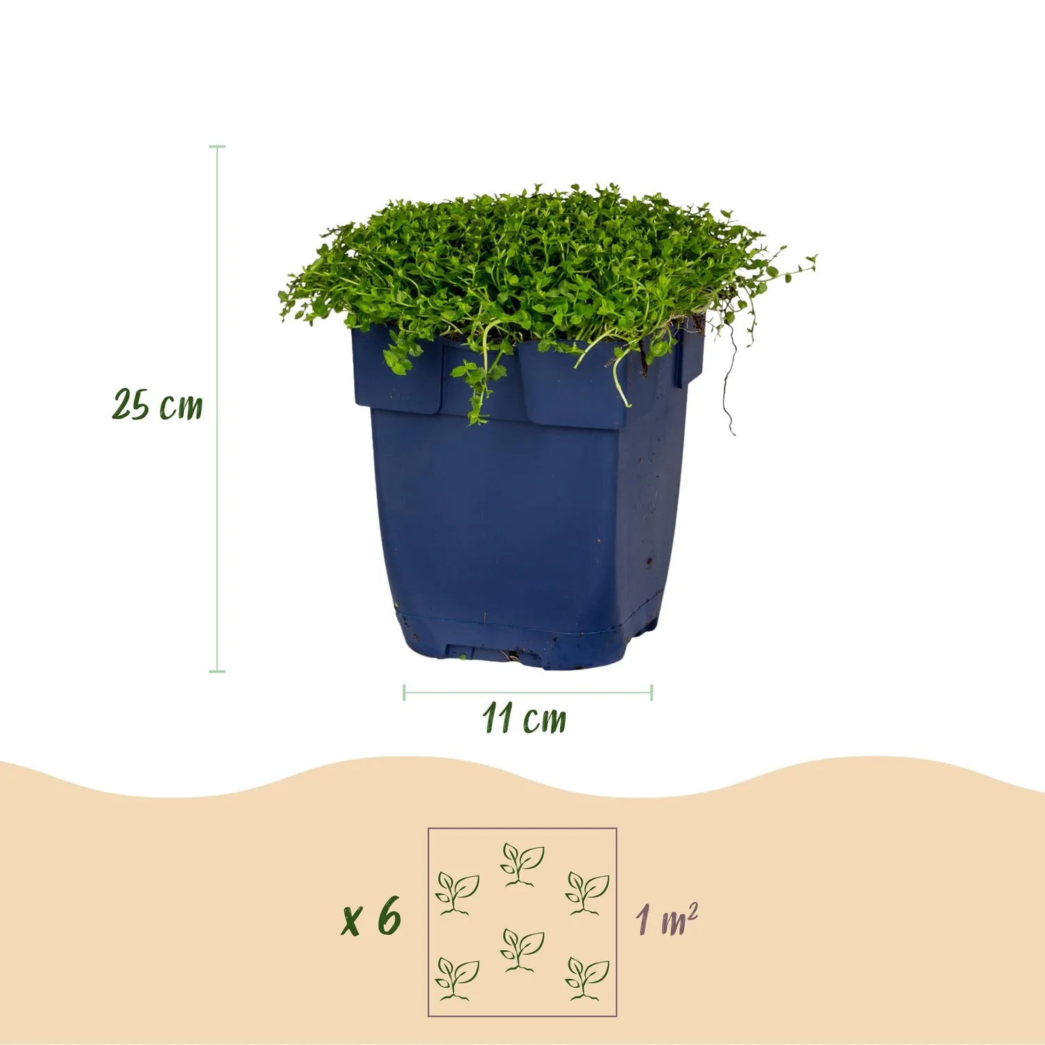Plant and Stories Isotoma fluviatilis vivace 12 plants pot 11 cm