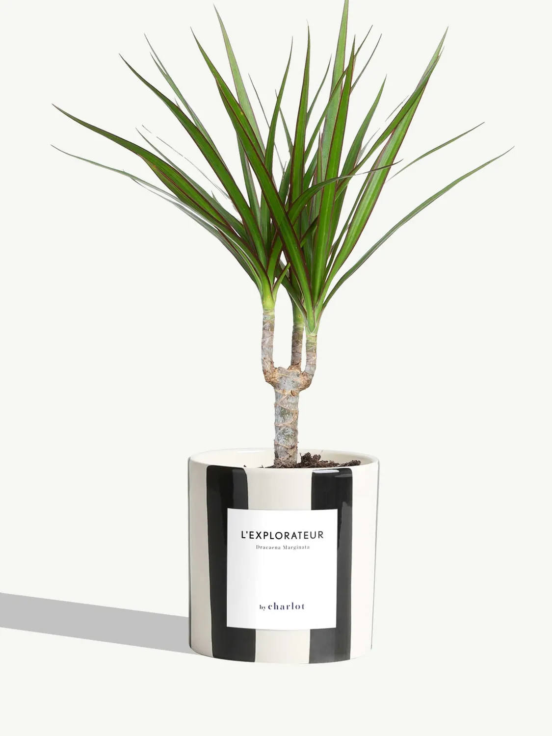 By Charlot L'Explorateur plante Dracaena Marginata S