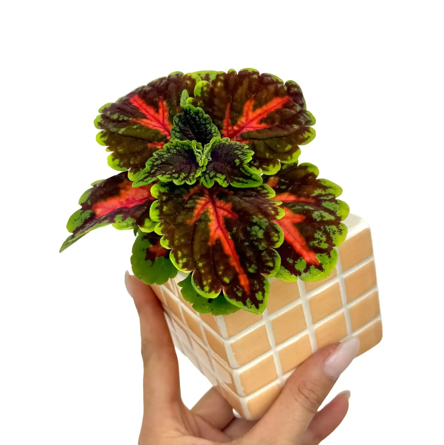 Plant and Stories Coleus Magnificent Mile plante d’intérieur pot 12 cm colorée