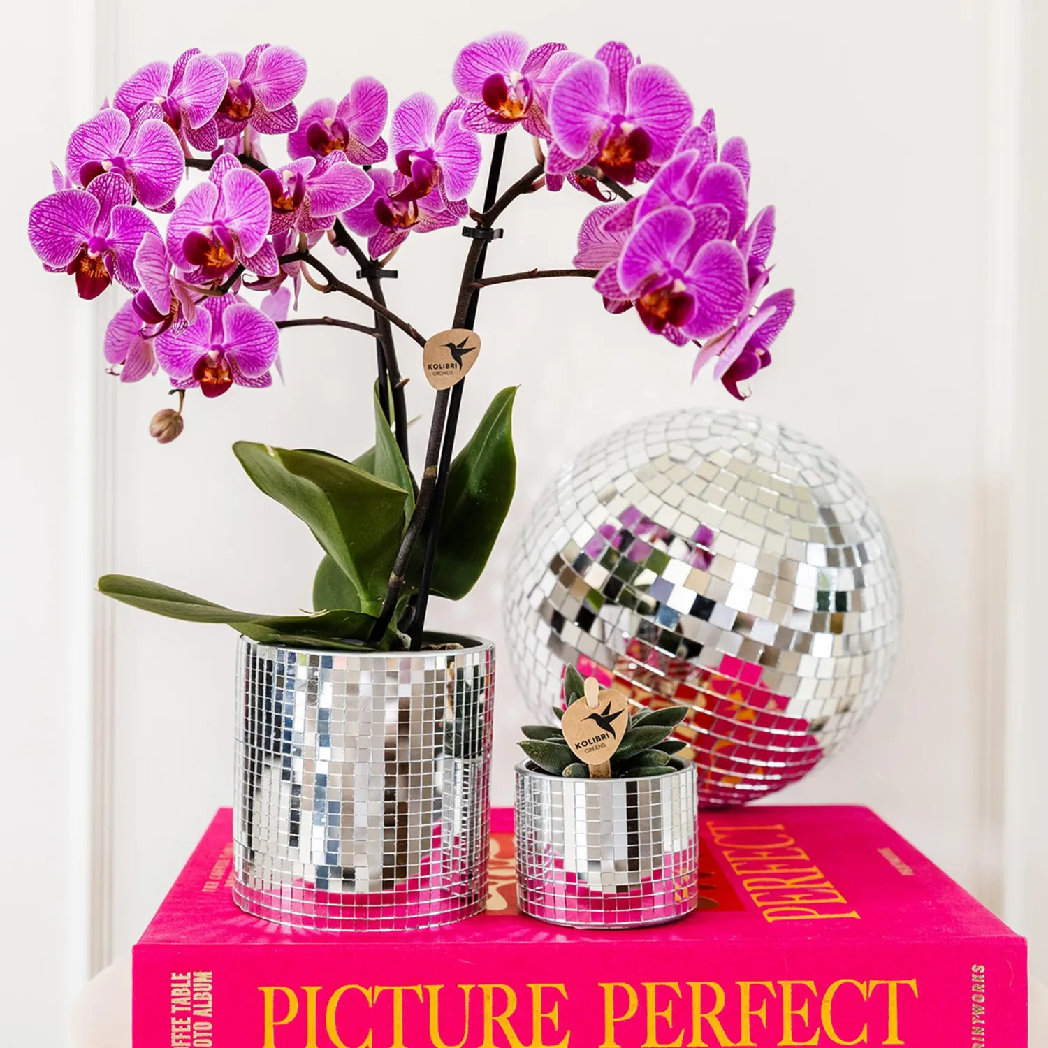 Plant and Stories Phalaenopsis Vienna orchidée 9 cm