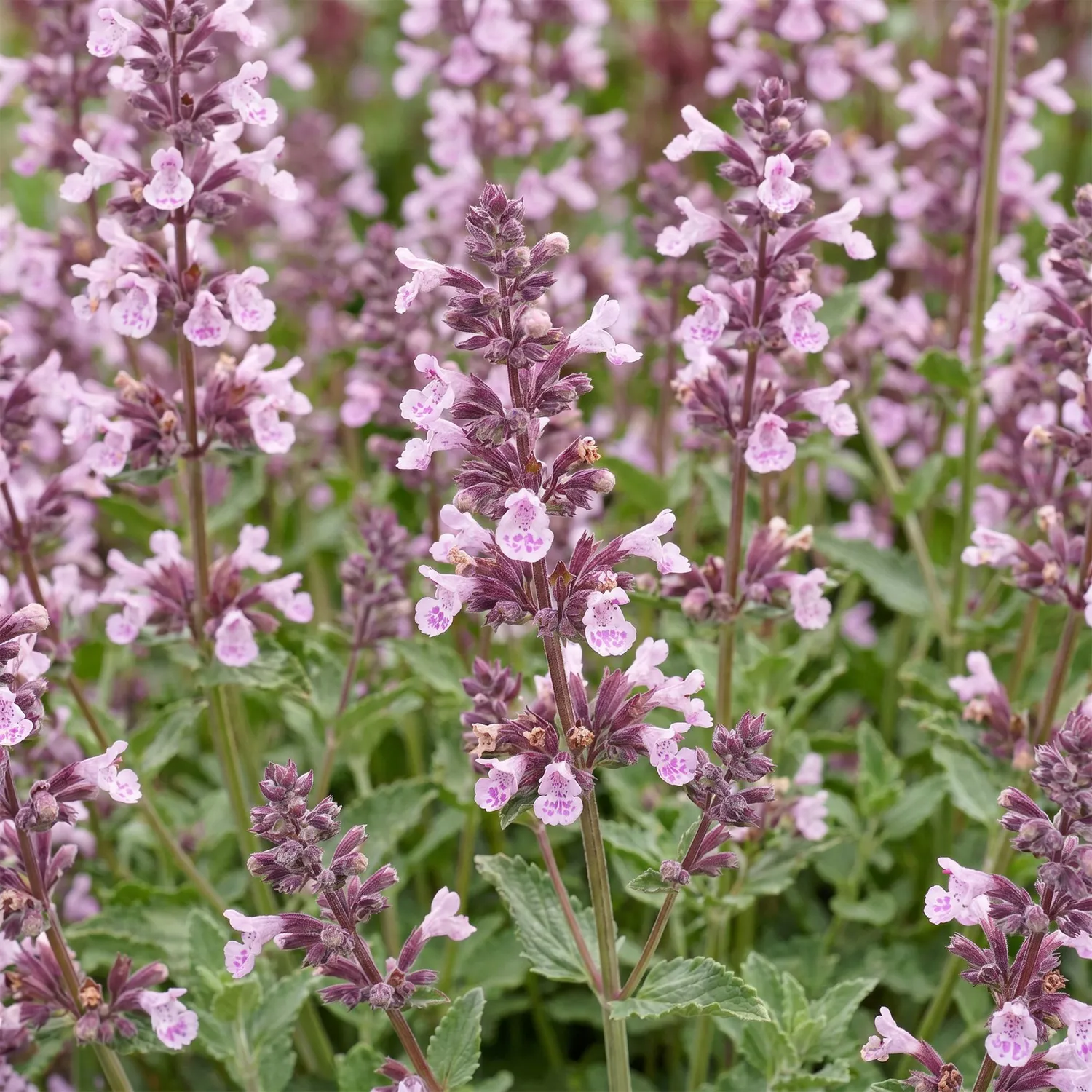 Plant and Stories Népéta Wild Orchid vivace lot 6 plants 11 cm
