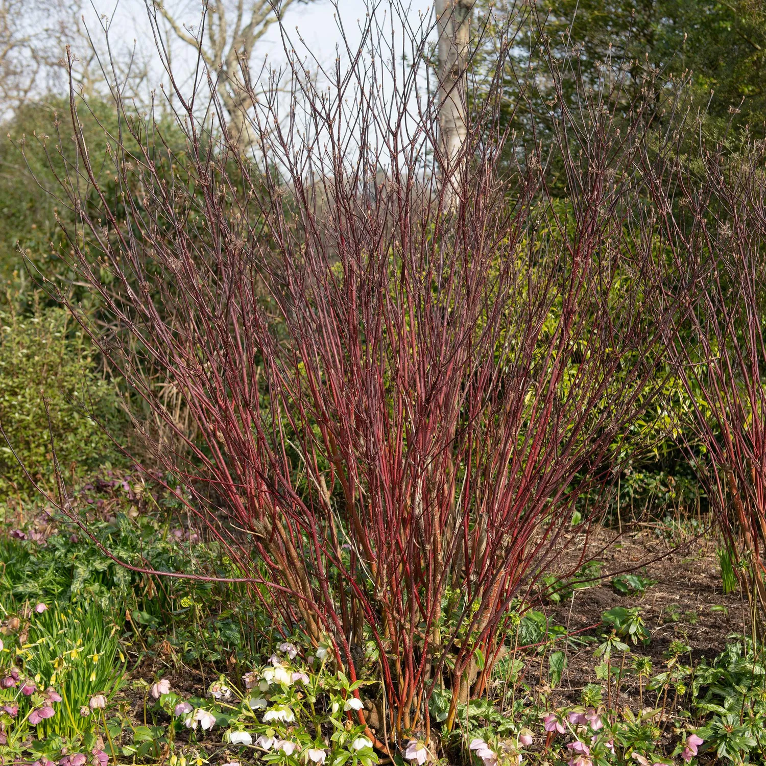 Plant and Stories Cornouiller Sibirica arbuste pot 17 cm rouge
