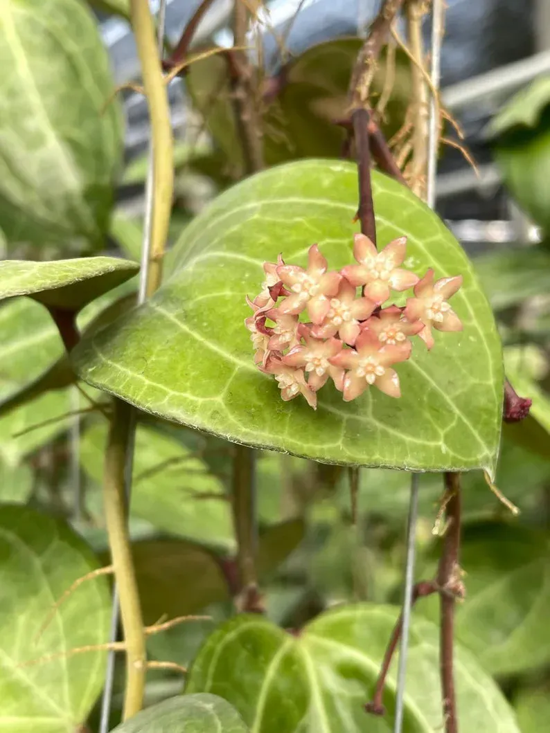 Plant and Stories Hoya Sarawak Cream liane pot 10,5 cm