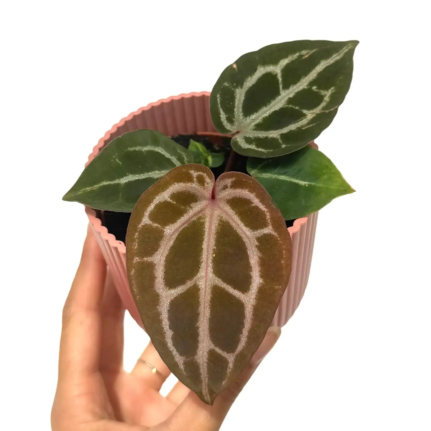 Plant and Stories Anthurium Red Crystallinum plante pot 9 cm velours