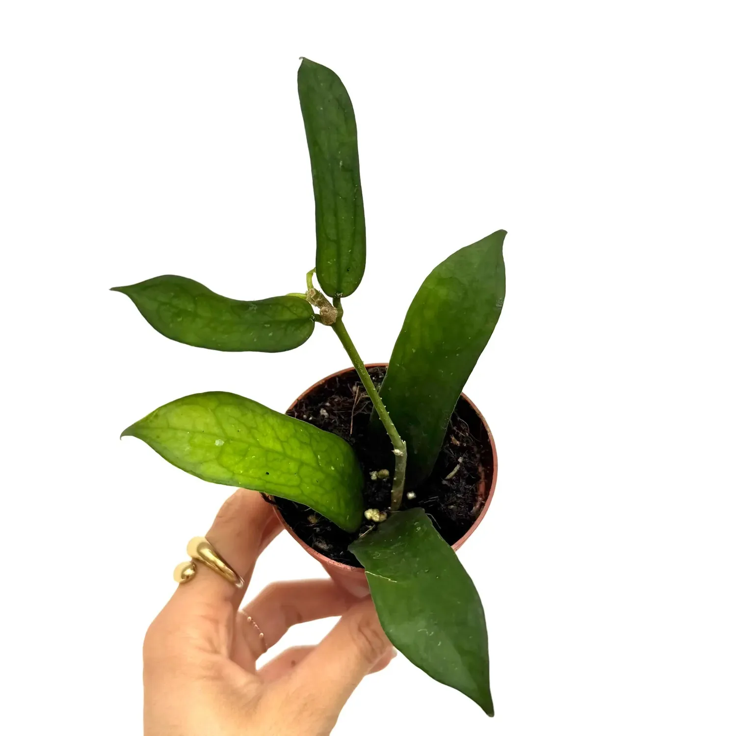 Plant and Stories Hoya Pandurata plante pot 10,5 cm violon