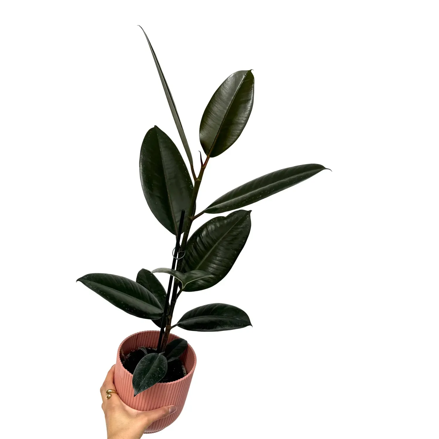 Plant and Stories Ficus Elastica Abidjan plante pot 12 cm bordeaux