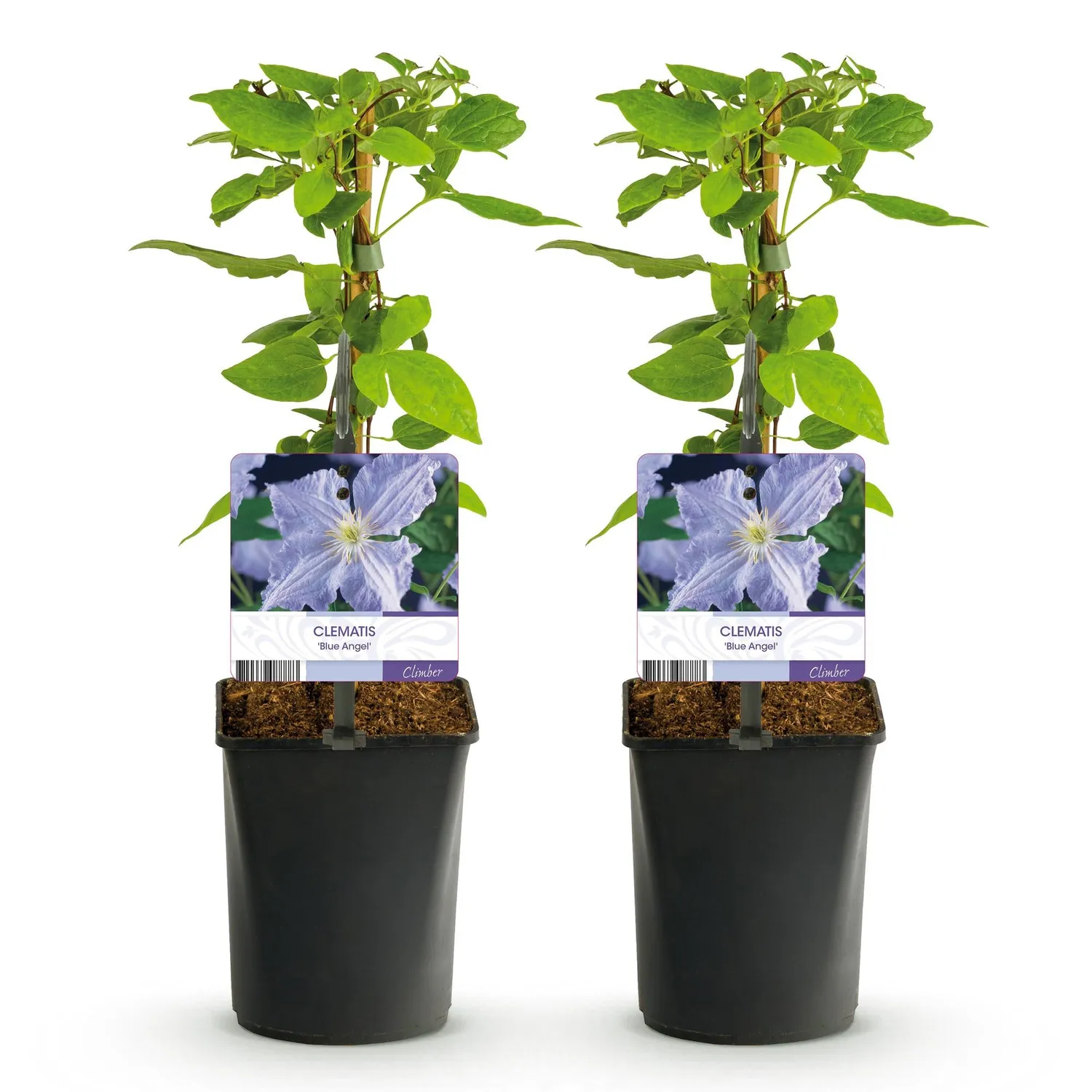 Plant and Stories Clématite Blue Angel plante grimpante lot 2 bleue