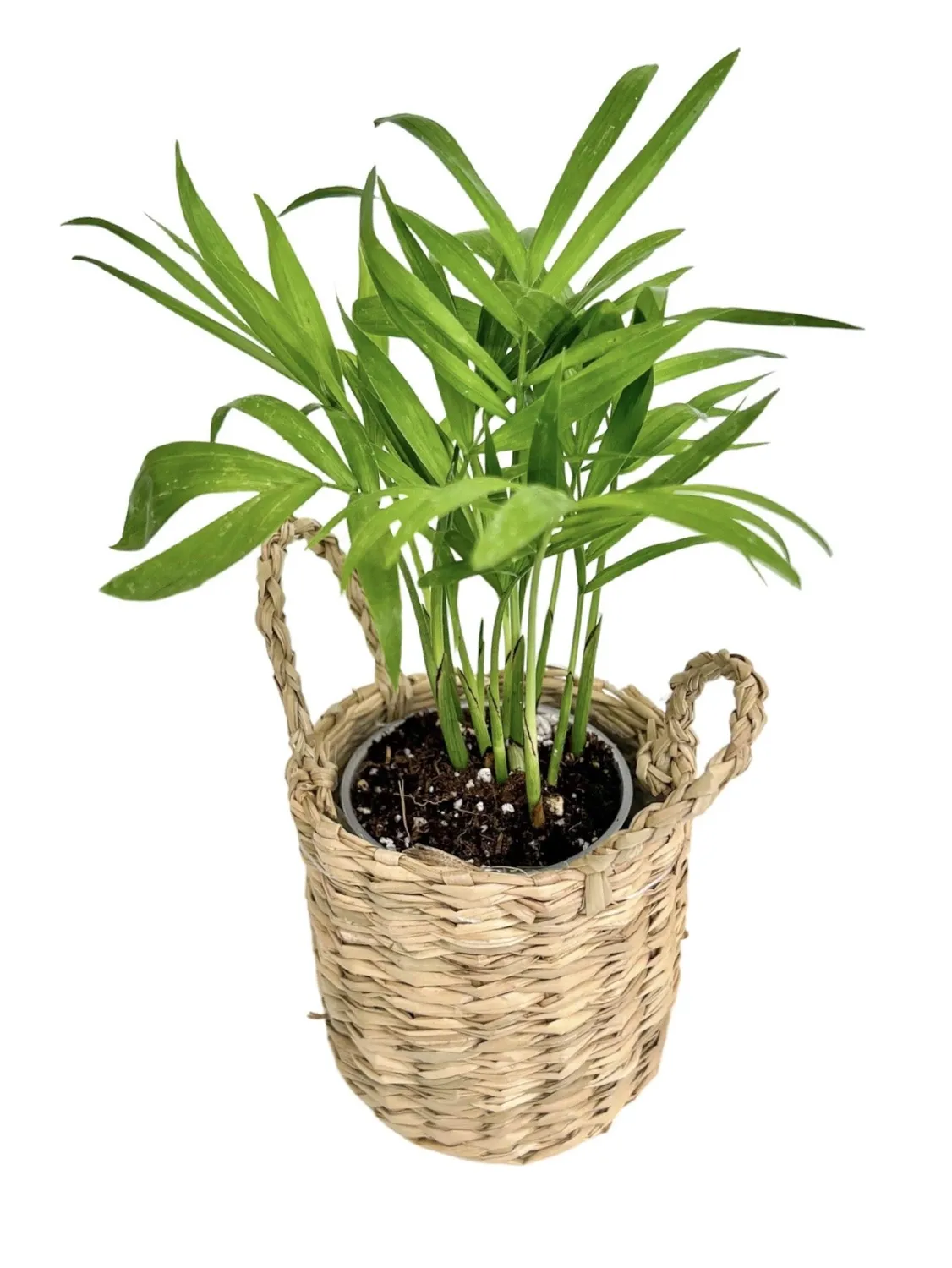 Plant and Stories trio mini cache-pots osier lot 3 naturel