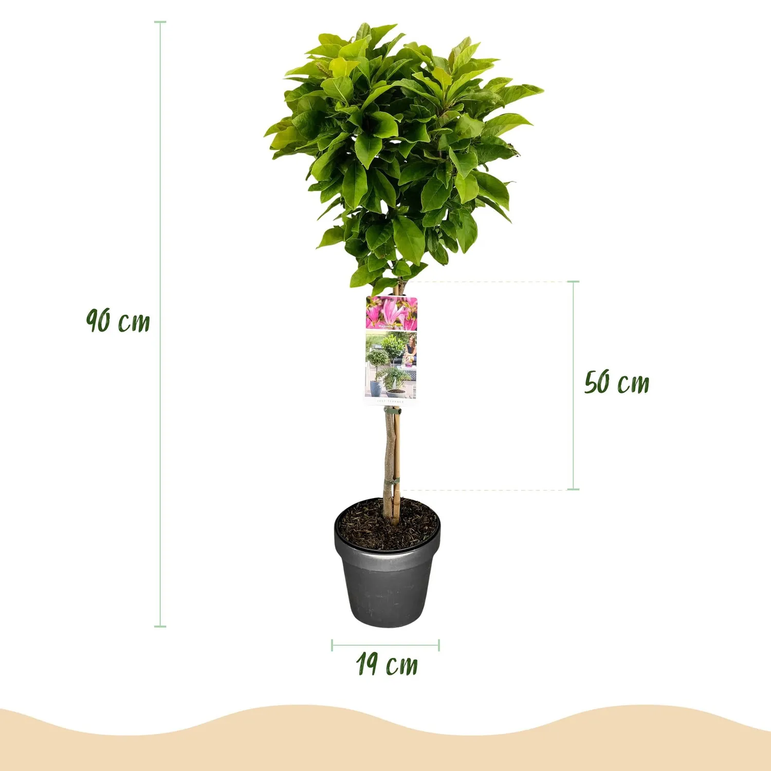 Plant and Stories Magnolia Susan arbuste pot 19 cm 90 cm rose