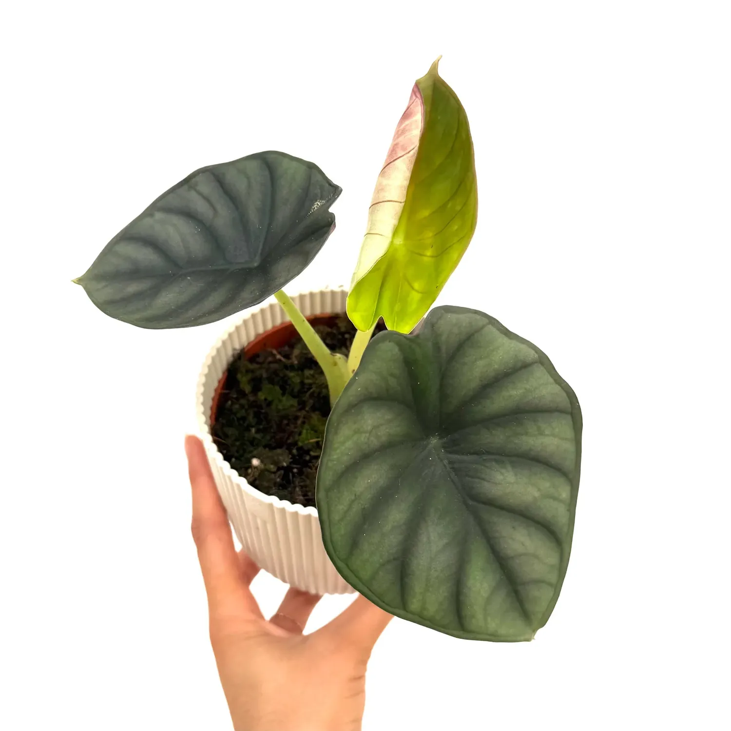 Plant and Stories Alocasia Nebula plante pot 9cm argenté
