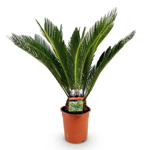 Plant and Stories Cycas Revoluta palmier 1 plante 17cm