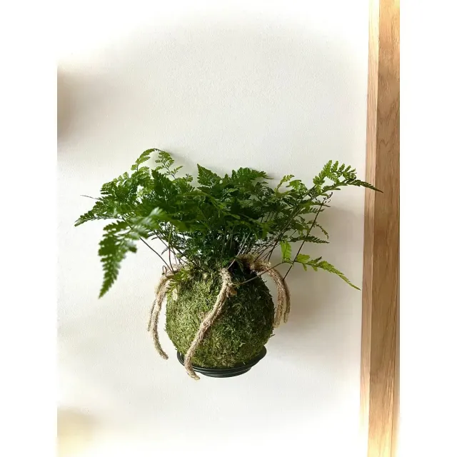 Oh My Green Davallia fougère kokedama taille M intérieur