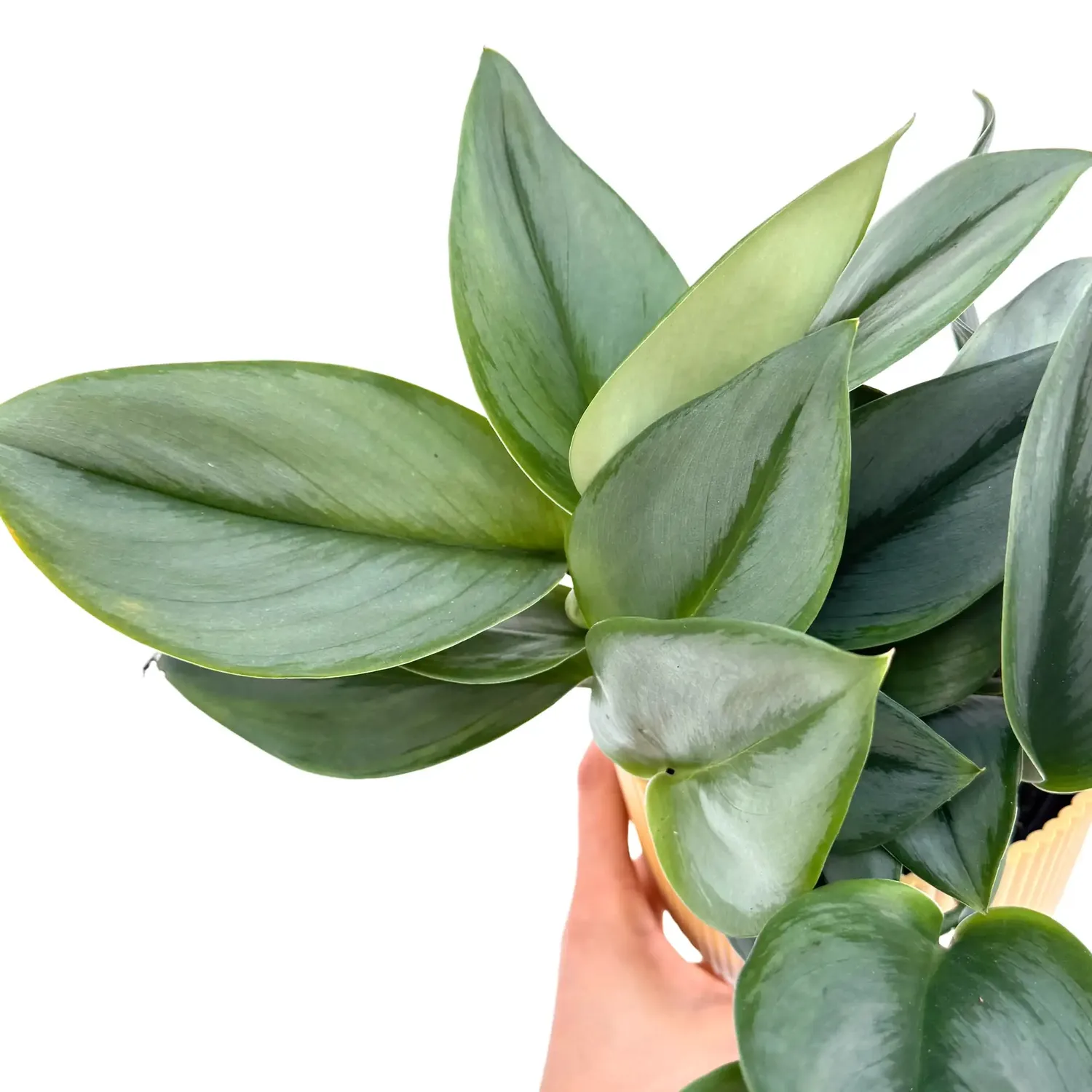 Plant and Stories Scindapsus Moonlight plante 12 cm