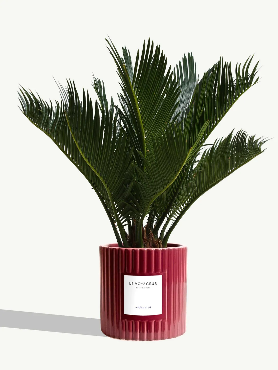 By Charlot Le Voyageur plante Cycas Revoluta pot 14 cm