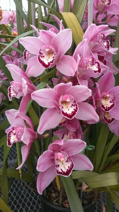 Plant and Stories terreau orchidée premium substrat 4L