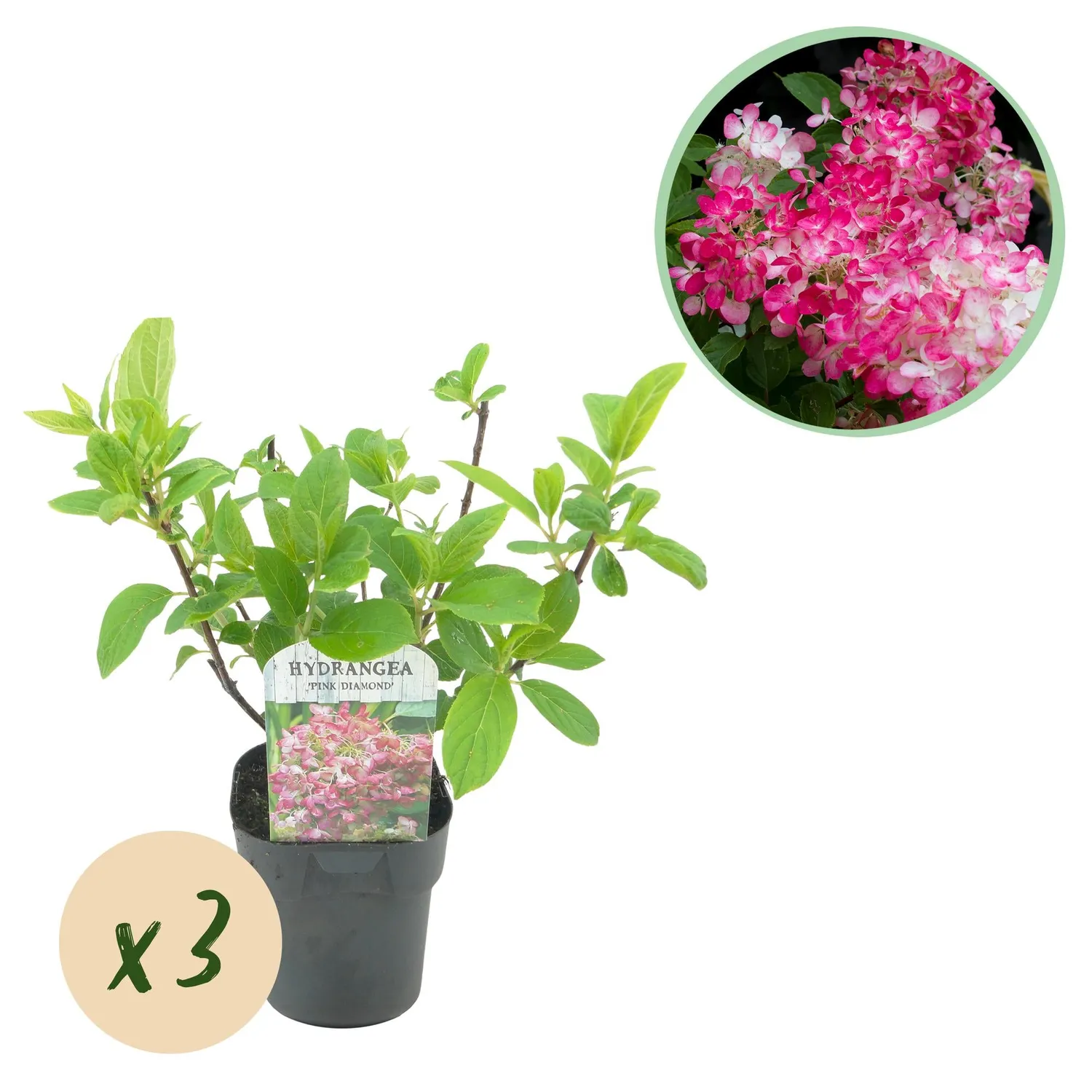 Plant and Stories Hortensia Pink Diamond arbuste 50cm