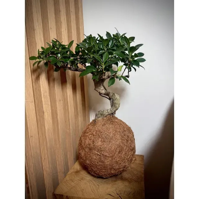 Oh My Green Ficus Retusa cocodama taille L bonsaï