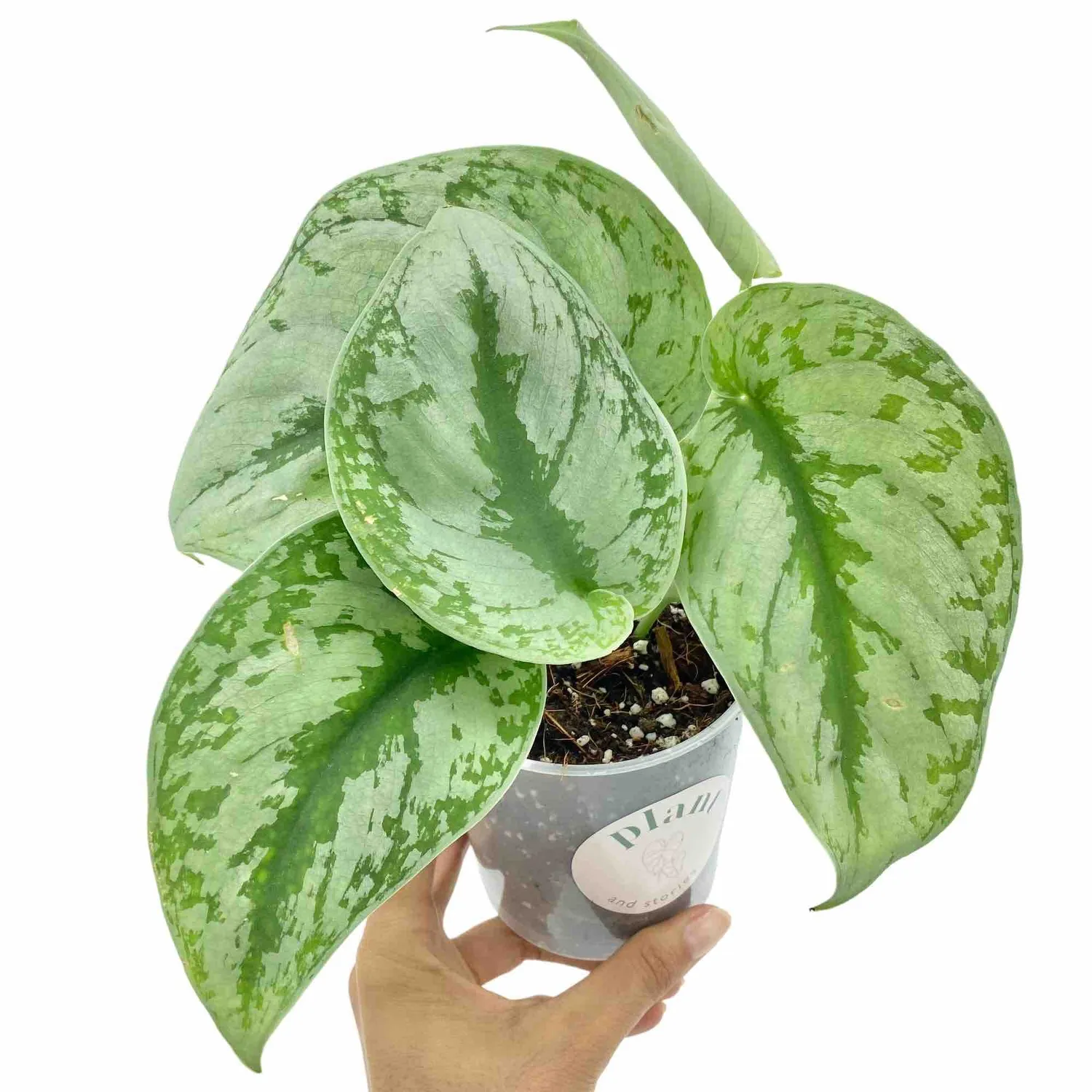 Plant and Stories Scindapsus Pictus Trebie plante retombante pot 12 cm