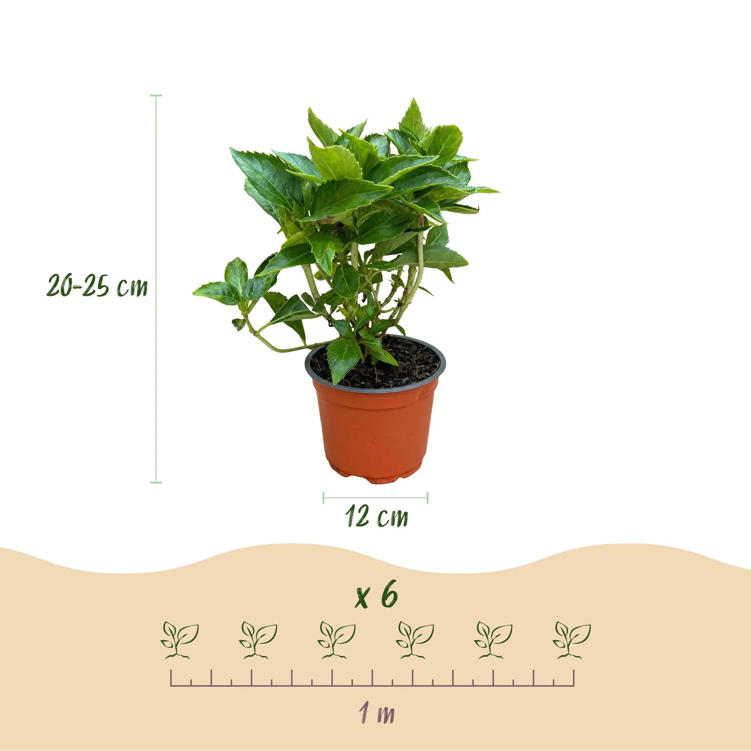 Plant and Stories Hortensia Macrophylla rose arbuste pot 12cm 1 plant
