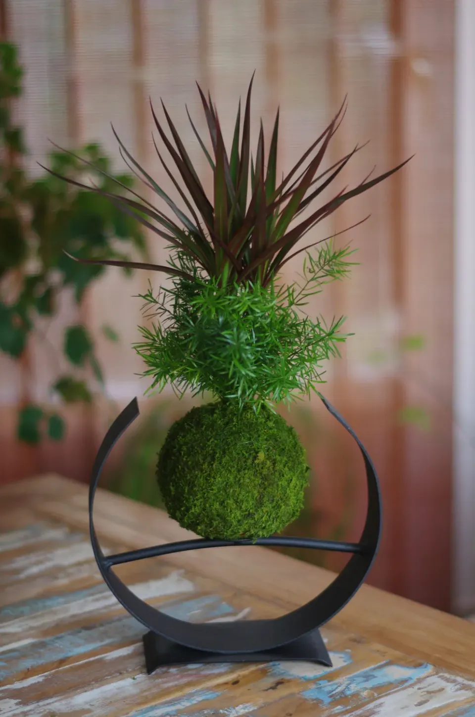 AQUAPHYTE Héxager Ni kokedama duo dracaena