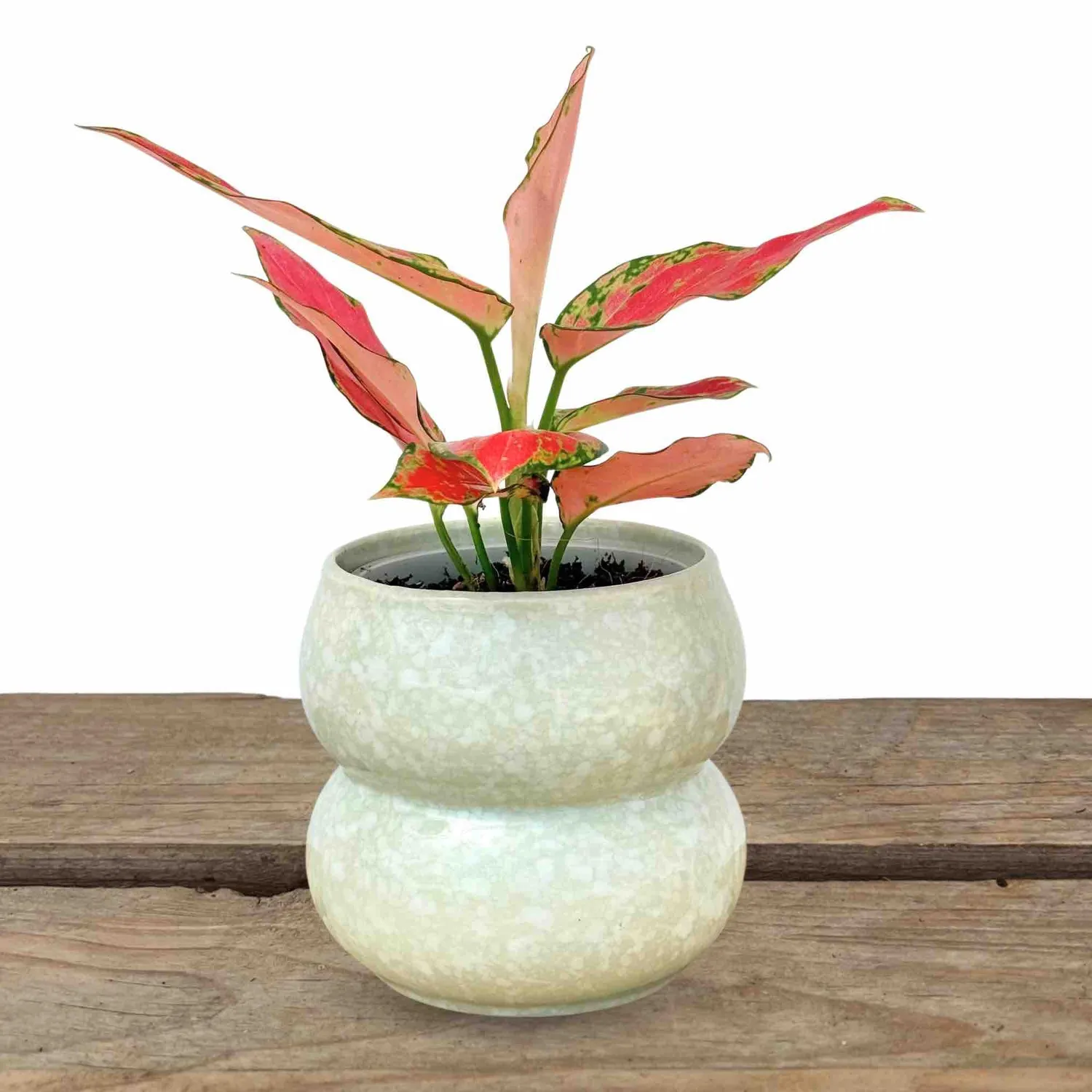 Plant and Stories Bulle cache-pot céramique rose 9 cm
