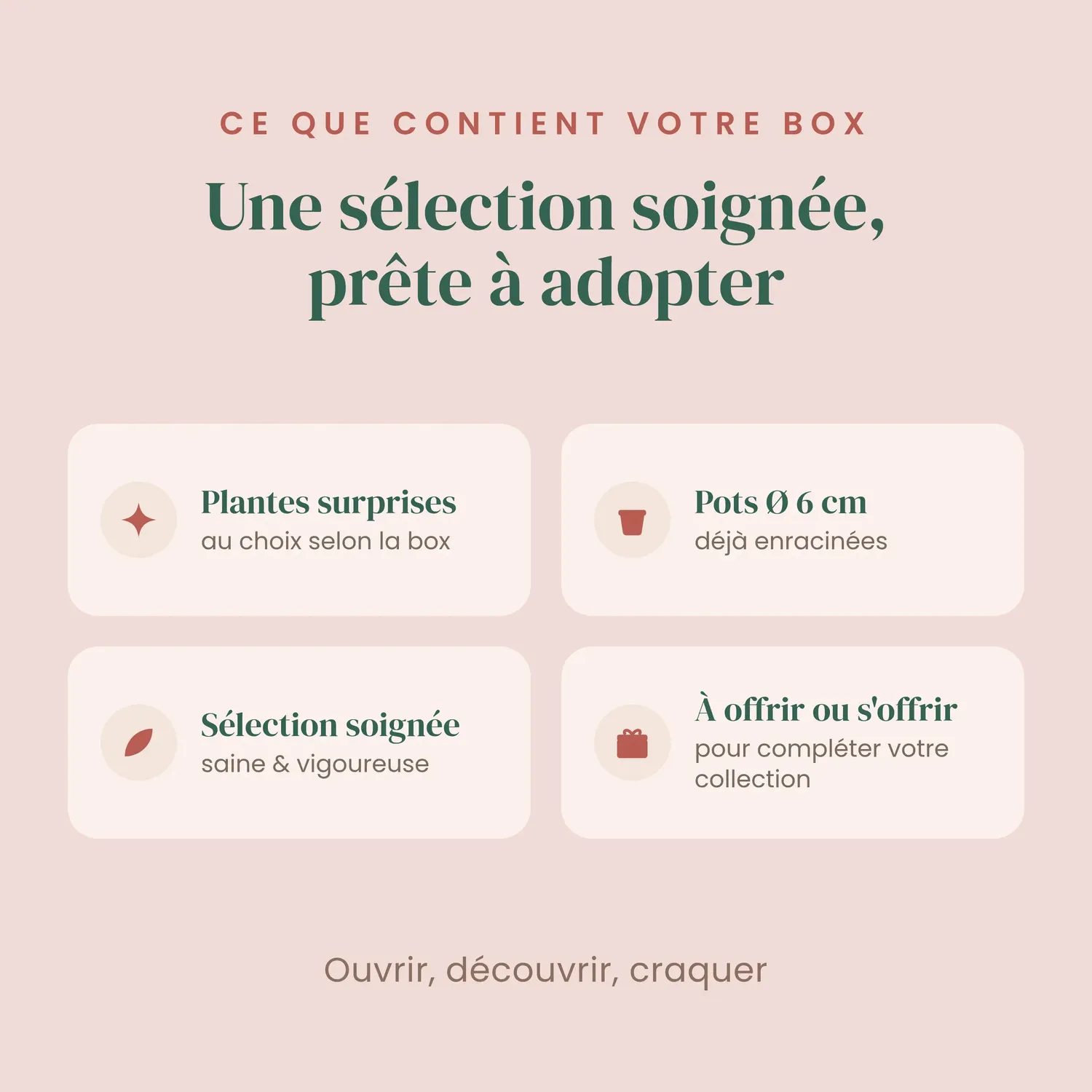 Plant and Stories Box Anthurium Mystère lot 3 plantes rares