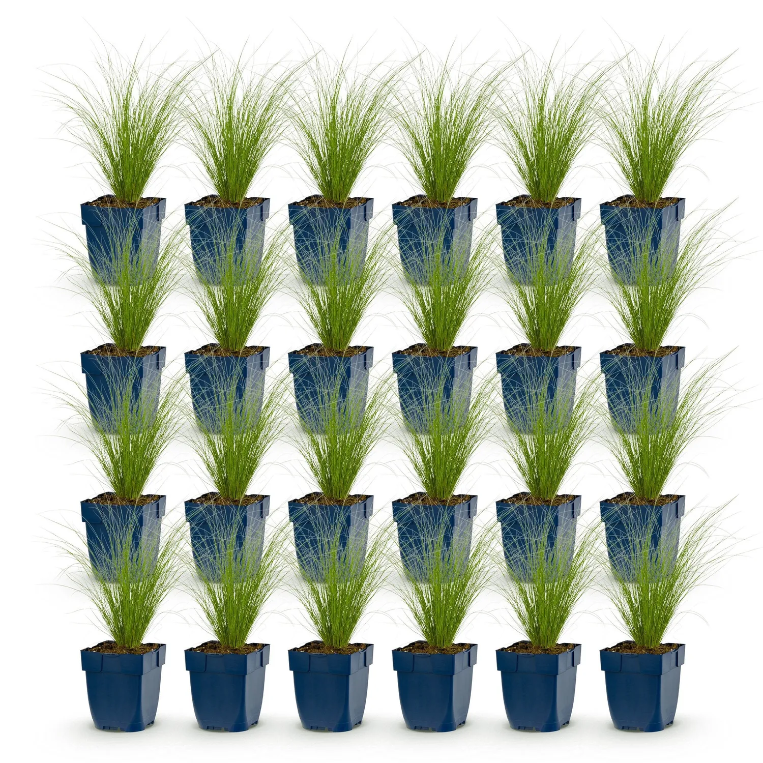 Plant and Stories Ponytails cheveux d'ange graminée 1 plant plein soleil