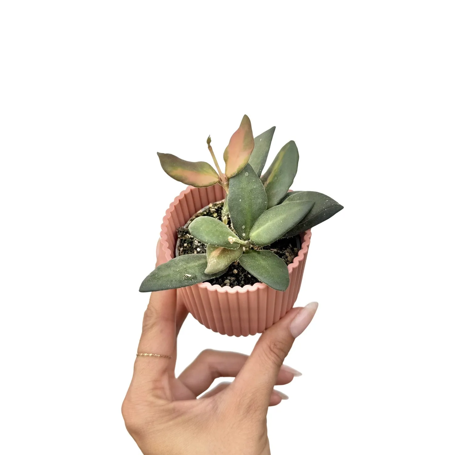 Hoya Burtoniae Variegata DS70 plante intérieur pot 6 cm panachée