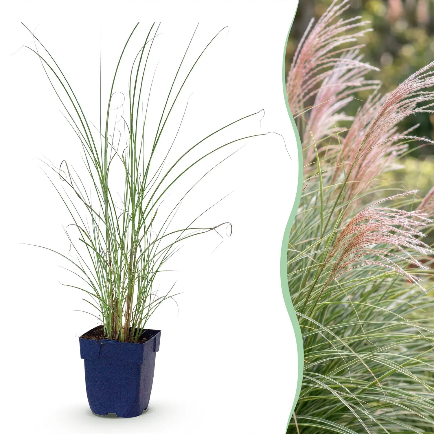 Plant and Stories Miscanthus Morning Light graminée 6 plants pot 11 cm