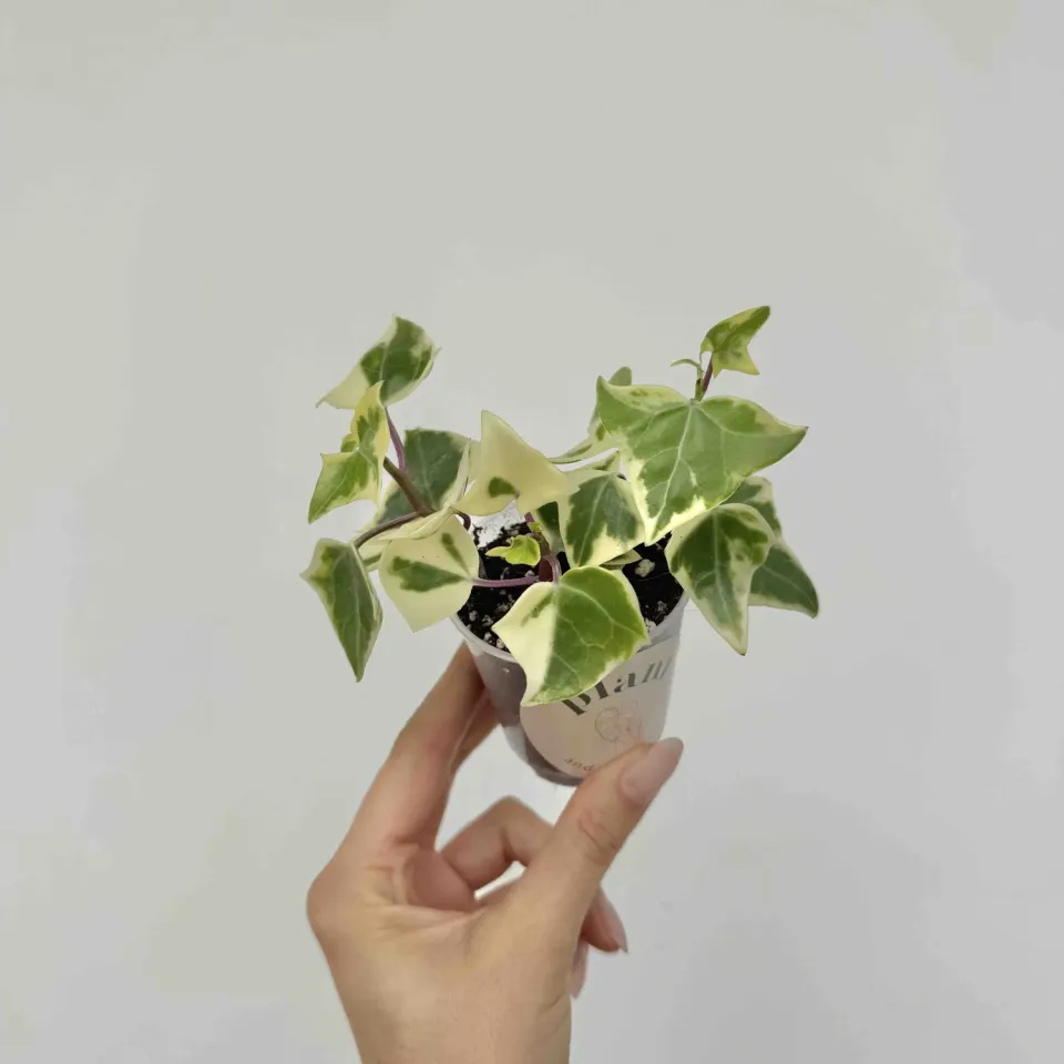 Senecio Macroglossus Variegatus succulente pot 6 cm dorée