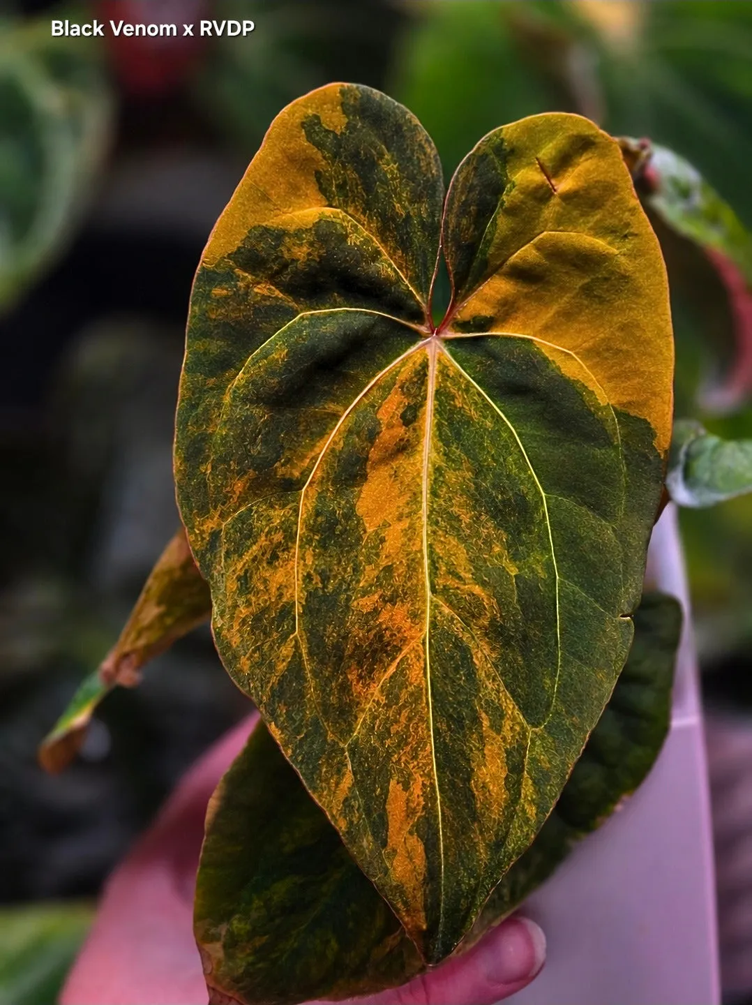 plant.ess Black Venom x RVDP anthurium 2 feuilles panaché