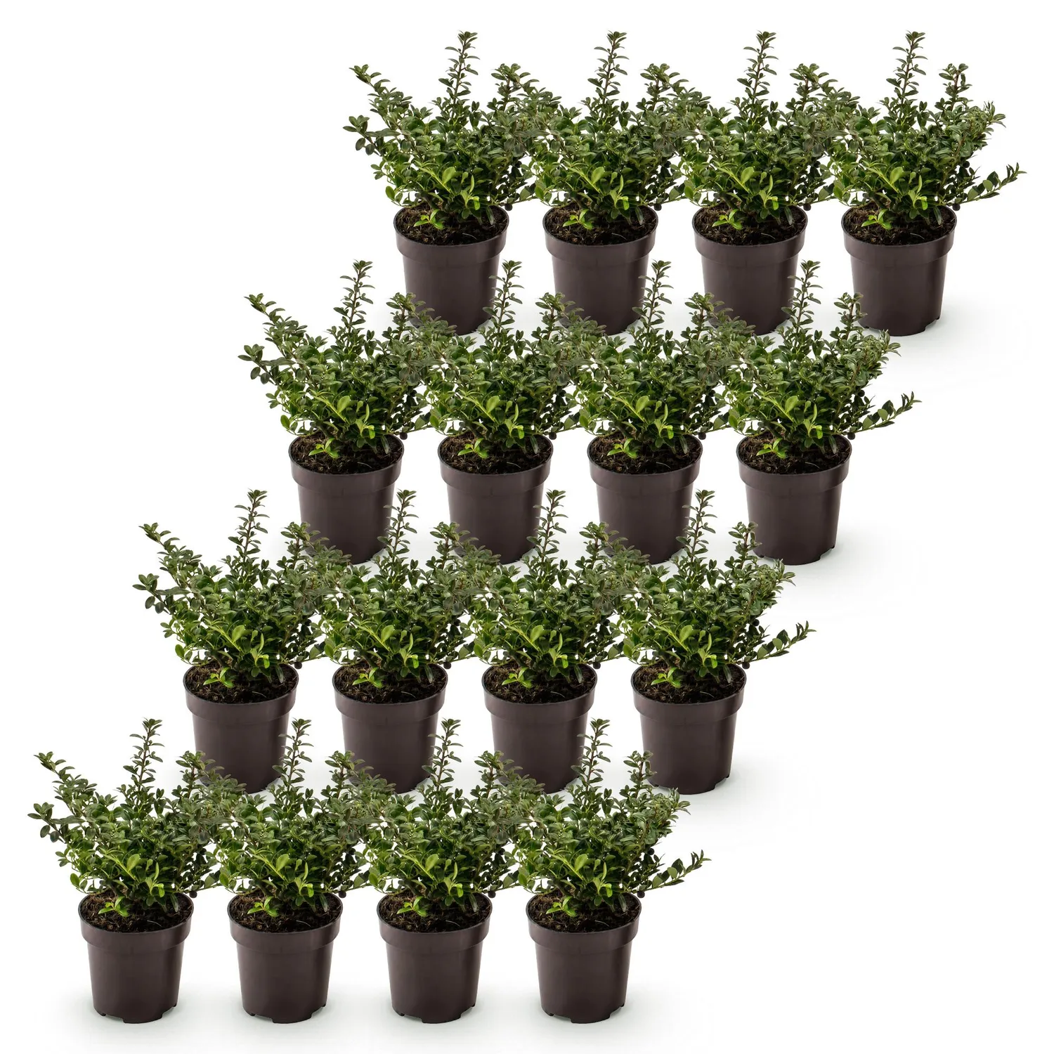 Plant and Stories Stokes houx crénelé 8 plants pot 9 cm