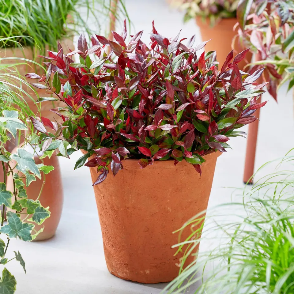 Plant and Stories Little Flame leucothoé arbuste pot 17 cm 40 cm