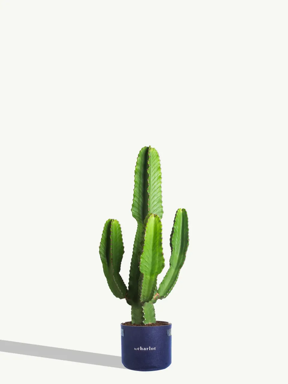 By Charlot L'Olympien recharge plante XL palmier grande
