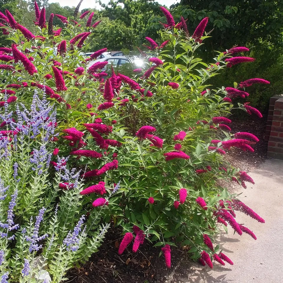 Plant and Stories Buddleia Royal Red arbuste pot 17cm rouge