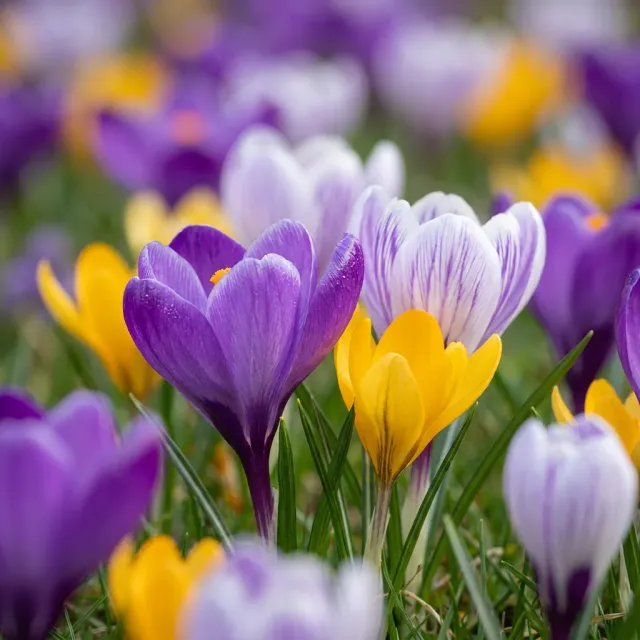 Plant and Stories Crocus botaniques bulbes calibre 5/6 lot 50