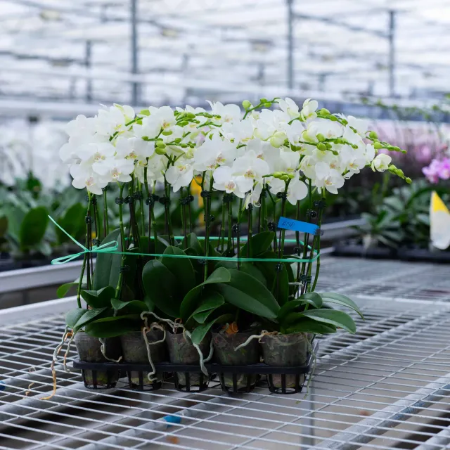 Orchidées de Prestige Brut Sauvage 4 orchidée naturelle